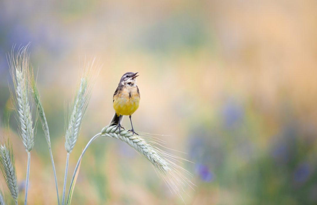 La aplicación Merlin Bird permite identificar un pájaro a través de su canto. | Getty Images © Natallia Dzenisenka